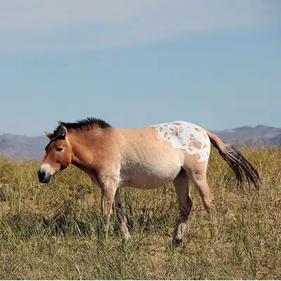 Cheval de Przewalski  - Photographie de Ludovic Orlando et modification de Sean Goddard et Alan Outram | CNRS