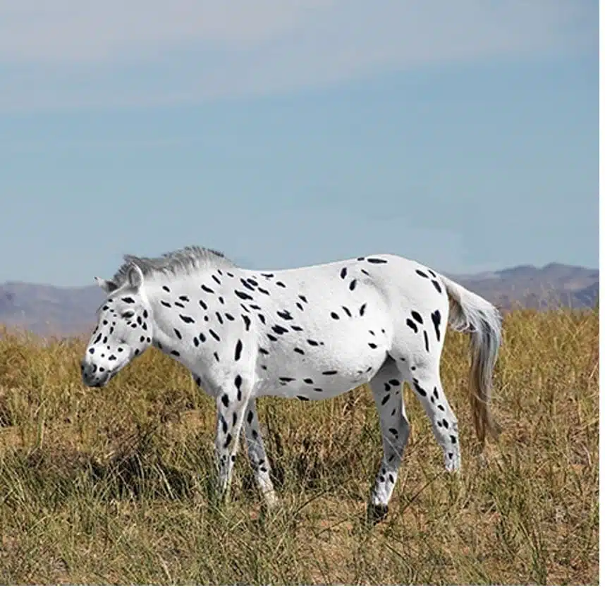 Robe du cheval du Botai - - Photographie de Ludovic Orlando et modification de Sean Goddard et Alan Outram | CNRS