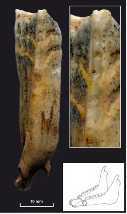 Traces caractéristiques laissées par un mors Botaï sur les dents des chevaux | Science : AAAS : Robin Bendrey)