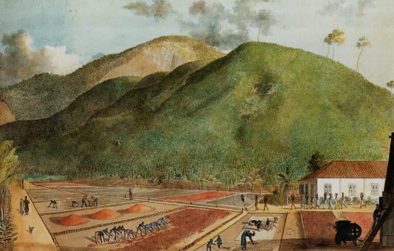 La culture du café à l'île de Bourbon, aquarelle attribuée à J. J. Patu de Rosemont, début du XIXe siècle