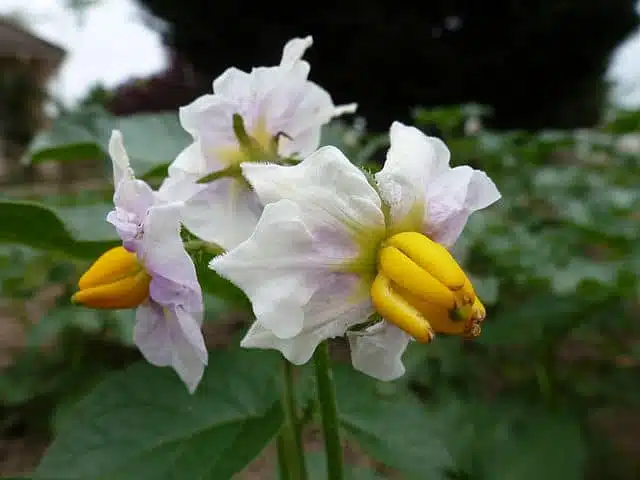 Fleurs de pomme de terre - Thesupermat | Creative Commons BY-SA 3.0