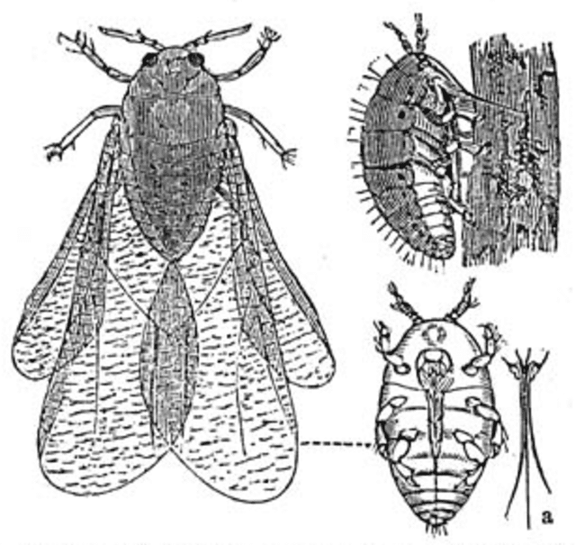 Représentation de Dactylosphaera vitifolii en 1888 – Auteur inconnu | Domaine public