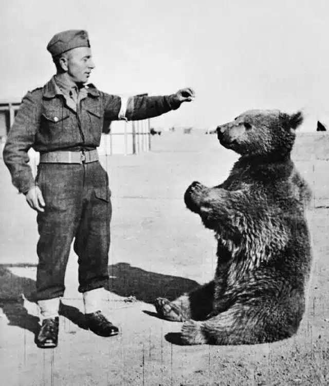 Wojtek assis devant un soldat - Imperial War Museum | Domaine public