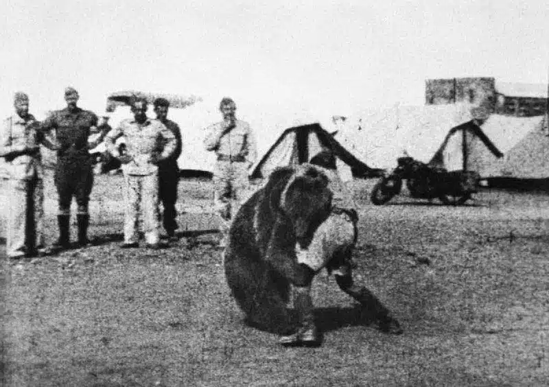 Wojtek faisant de la lutte avec les soldats - Auteur inconnu | Domaine public