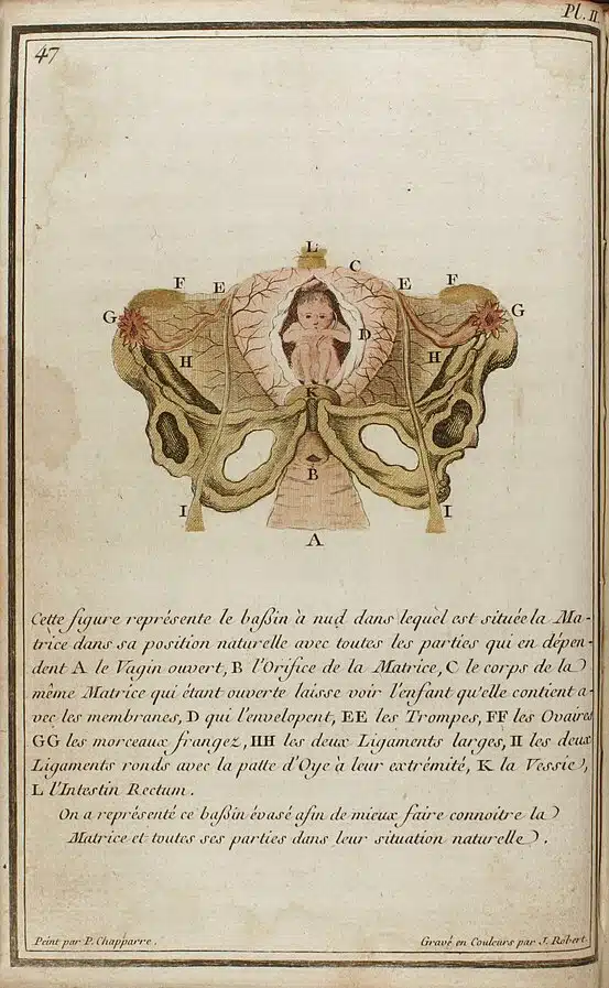 Planche représentant l’appareil génital féminin avec un fœtus assis dans la matrice – J. Robert | Domaine public