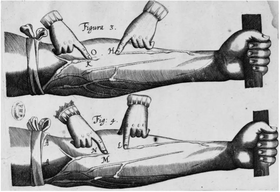 Illustration de la circulation sanguine tirée de l’Exercice anatomique sur le mouvement du cœur et du sang chez les animaux, 1628, William Harvey I Licence ouverte
