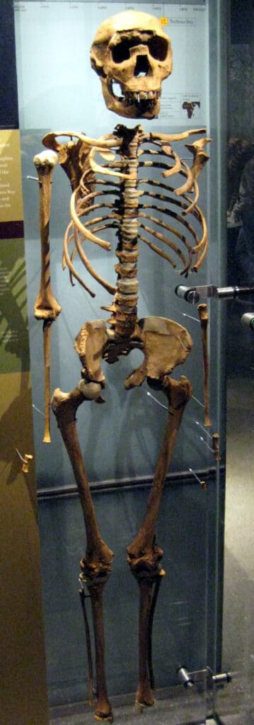 Réplique du garçon du Turkana exposée au musée américain d'histoire naturelle - Claire Houck | Creative Commons BY-SA 2.0