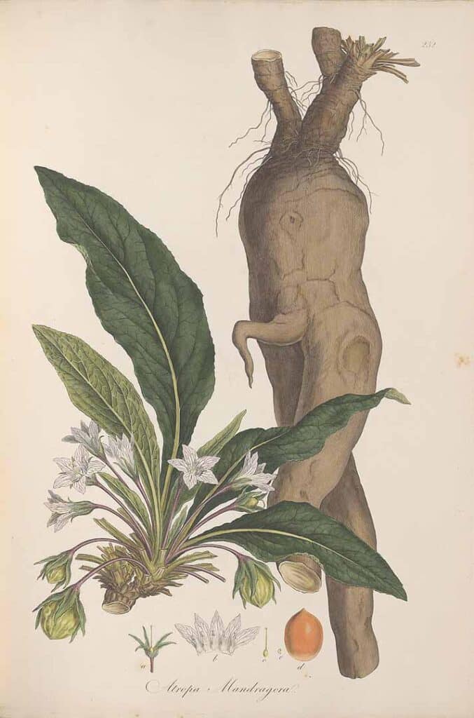 Illustration de la mandragore - Sibthrop, J., Smith, J.E. - Flora Graeca | Domaine public