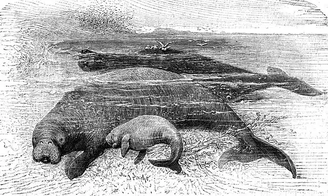 Illustration de rhytines de Steller avec un petit réalisée en 1898 – Auteur inconnu | Domaine public