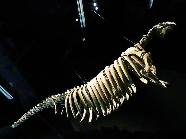 Rhytine de Steller au Musée des confluences à Lyon – Ghedoghedo | Creative Commons Attribution-Share Alike 4.0