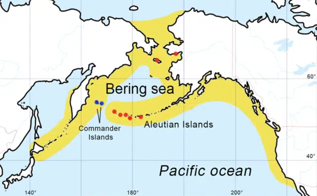 Carte géographique de la région de la mer de Béring montrant l'aire de répartition de la rhytine de Steller au cours du Pléistocène supérieur (jaune), les sites archéologiques et les localités (cercles rouges) où des individus ont été décrits, et la répartition de la dernière population (cercles bleus). – Fedor S. Sharko et al. | Creative Commons Attribution 4.0