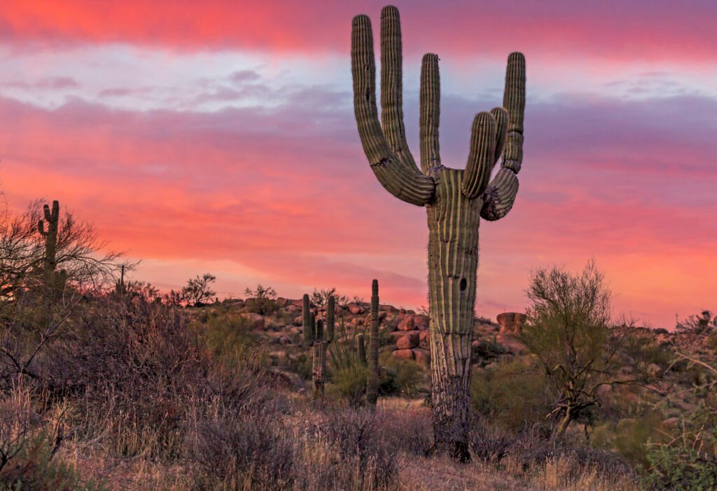 lone saguaro cactus at sunrise in arizona desert