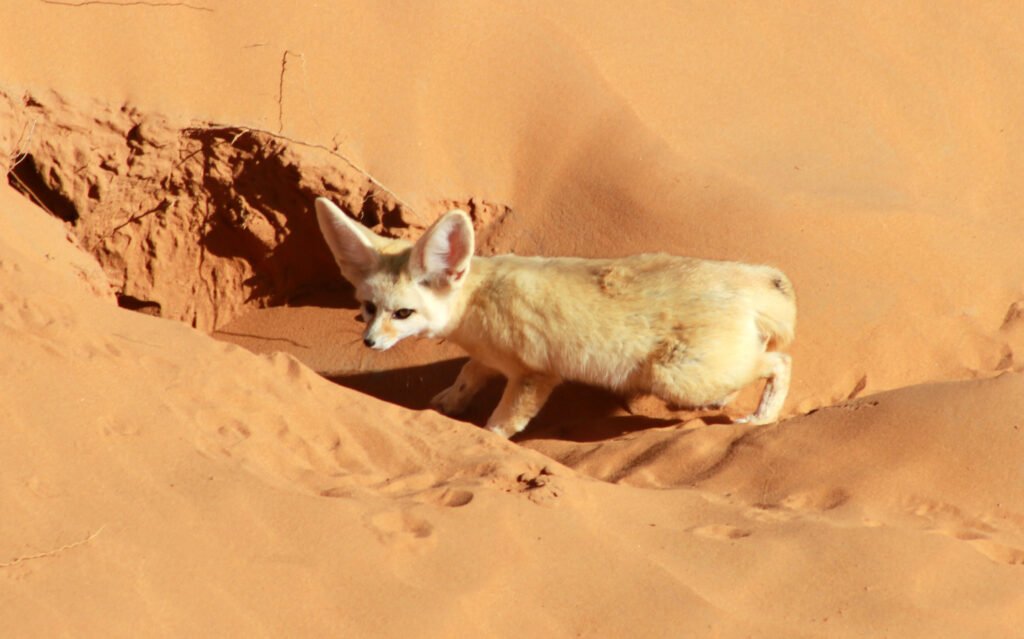Fennec du désert dans le Sahara au Maroc -