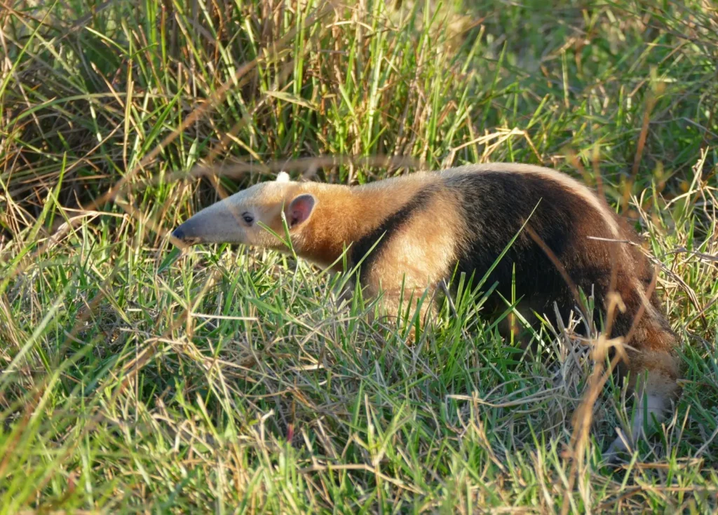 tamandua tetradactyla