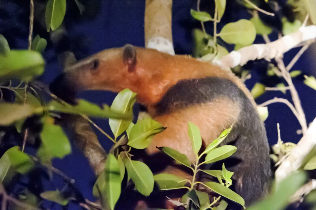 tamandua tetradactyla