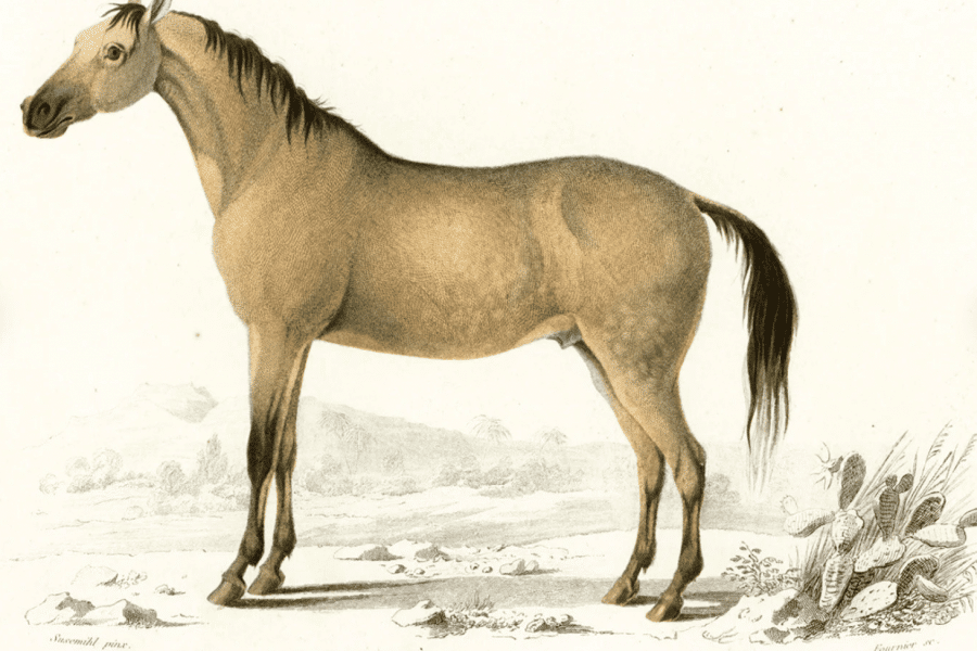 Domestication du cheval dans l'histoire