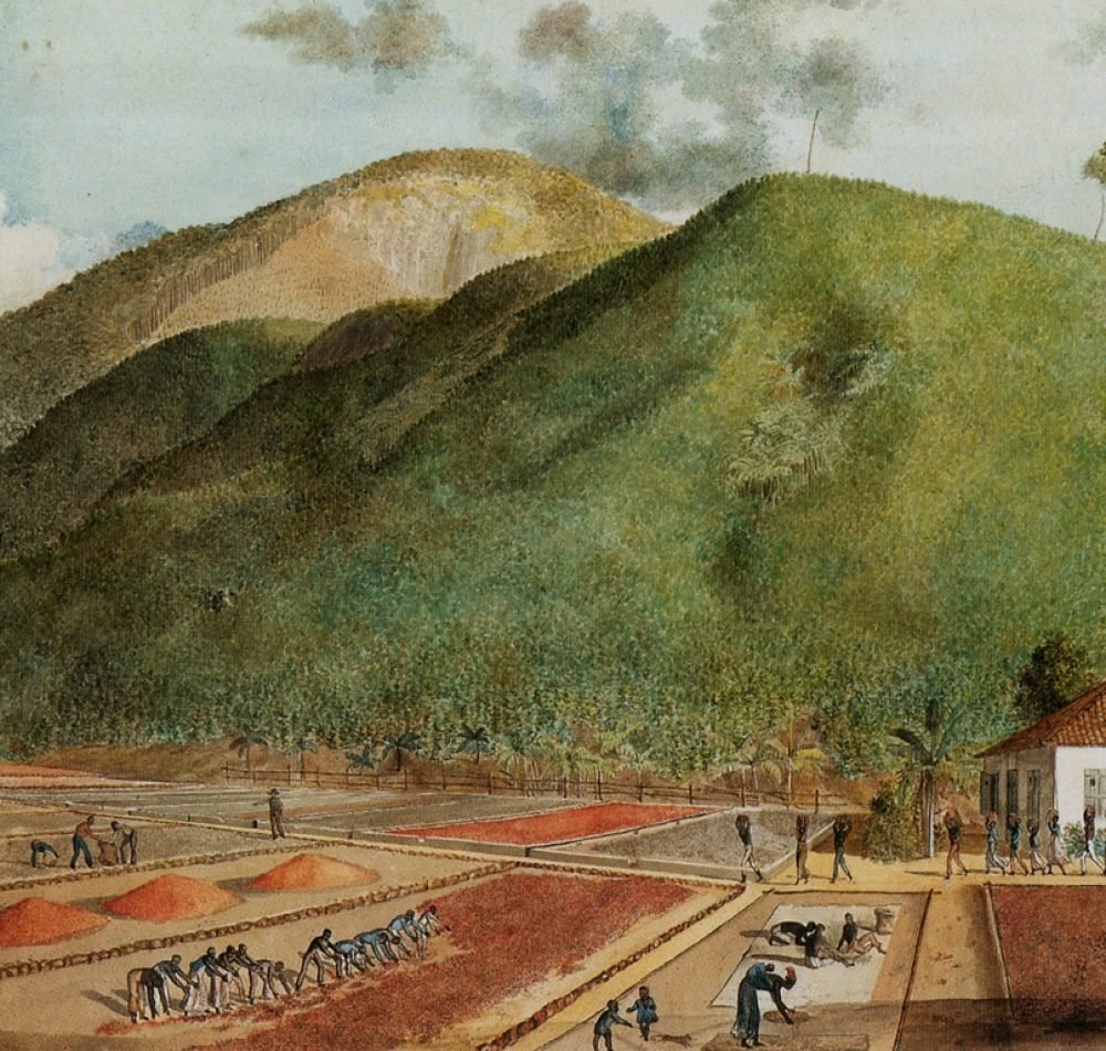 La culture du café à l'île de Bourbon, une aquarelle début du XIXe siècle - J. J. Patu de Rosemont | Domaine public