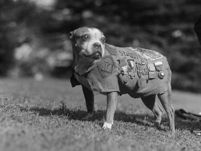 Le sergent Stubby arborant son uniforme militaire décoré | Inconnu – Domaine Public