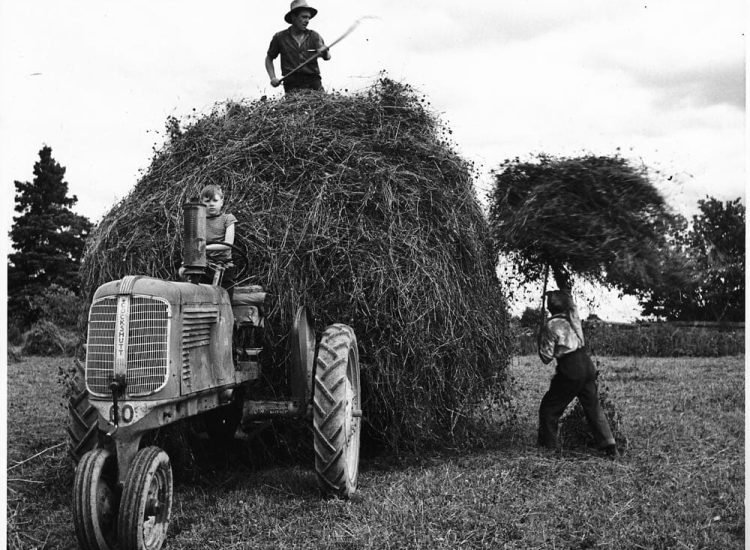Récolte foin après 1950 - BiblioArchives / LibraryArchives | Creative Commons BY 2.0
