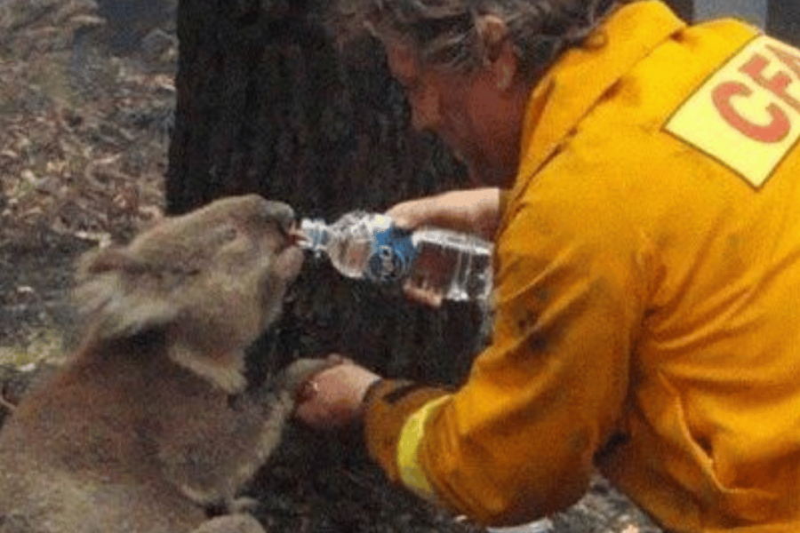 Un pompier donne de l'eau à un koala lors des feux de brousse dévastateurs du samedi noir à Victoria, en Australie, en 2009
