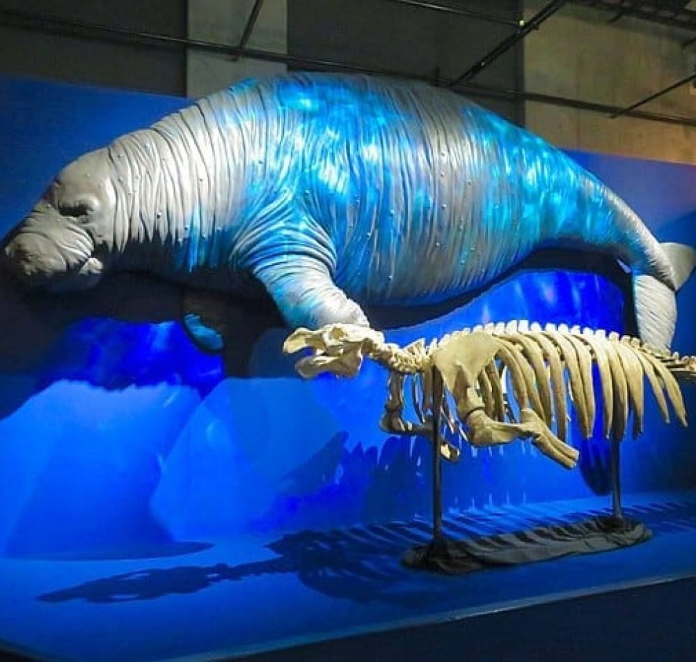 Un squellette et une représentation d'une Rhytine de Steller - KKPCW [Pseudo Wikipédia] | Domaine public