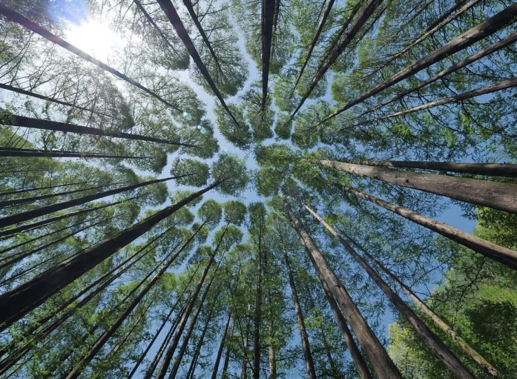 Une canopée vue du sol - lefteye81 | Creative Commons BY-SA 4.0