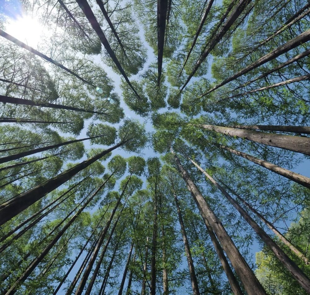 Une canopée vue du sol - lefteye81 | Creative Commons BY-SA 4.0