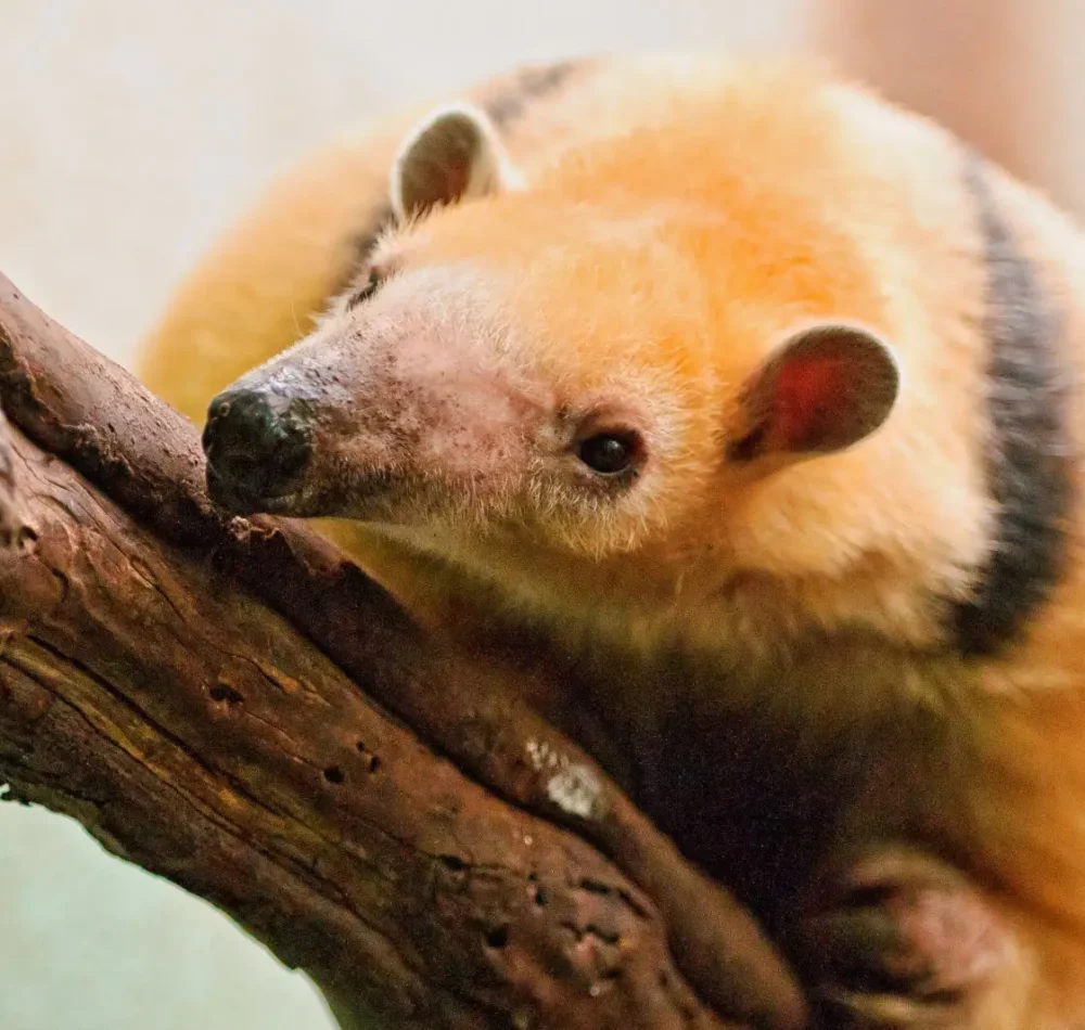 Tamandua tetradactyla - Tambako The Jaguar | Creative Commons BY-ND 3.0